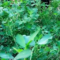 بنچه یونجه خالس و علف نازک تمیز