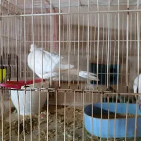 کبوتر|پرنده|مشهد, کوشش|دیوار