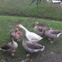 4تاغاز|حیوانات مزرعه|تالش, جوکندان|دیوار