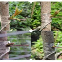 پیوند درختان خودرابه ما بسپارید