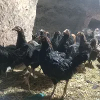 تخفیف فقط امروز مرغ گلپایگان