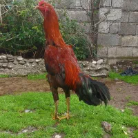 خروس لاری ۸ماهه