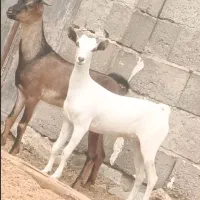 کهره نرماده اشکالی