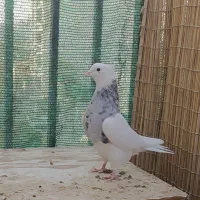 طوقی کلاغ رسمی قناری