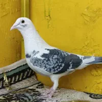 دوجفت کبوتر|پرنده|مشهد, بهمن|دیوار