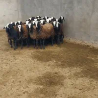 بره ماده نژاد خالص شال نژاد دوقلو زا