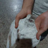 پرنده کبوتر نر|پرنده|اهواز, نادری|دیوار