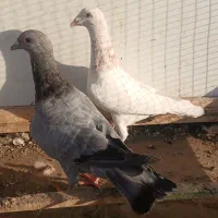 سار|پرنده|مشهد, فدک|دیوار