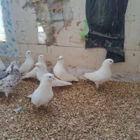 ۳جفت کفتر سفید نر ماده جفت|پرنده|بندرعباس, |دیوار