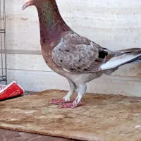 سارسرخ ماده