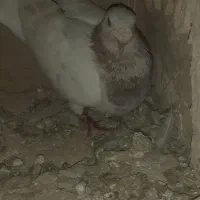 سه عدد نر پرشی|پرنده|بجنورد, |دیوار