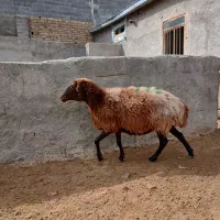 میش همو آبستن چند قلو