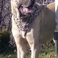 سگ سرابی ۱۸ ماهه نر