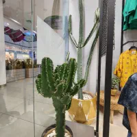 کاکتوس بزرگ باگلدان فروش بدلیل جمع آوری فروشگاه|گل و گیاه طبیعی|بابل, |دیوار