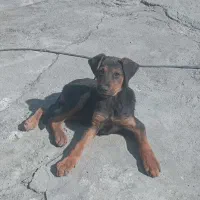 سگ دوبر من بومی