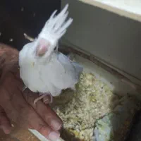 جوجه عروس هلندی|پرنده|قم, کیوانفر|دیوار