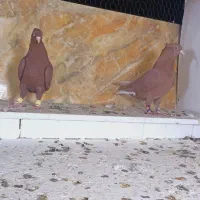 علی خلیلی|پرنده|مشهد, انصار|دیوار