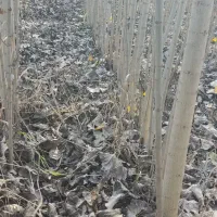 -نهــال صـنوبر ترک|حراج|ساری, |دیوار