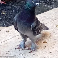 پرنده پرش سنگین