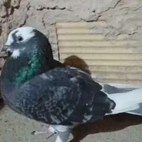 این رنگ کبوتر