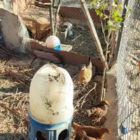 مرغ و خروس و بوقلمون محلی|حیوانات مزرعه|شیراز, جانبازان|دیوار