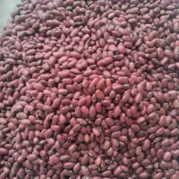 لوبیا قرمز بوجاری شده