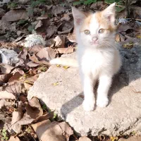 بچ گربه رایگان|گربه|لاهیجان, بازکیاگوراب|دیوار