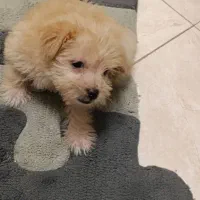 مالتیپو عروسکی، واگذاری رایگان