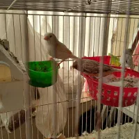 فنچ کینگ و قناری ماده