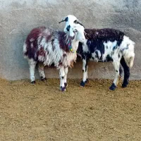 دوتا شیشک و دوتا بره ماده پلنگی|حیوانات مزرعه|بروجرد, |دیوار