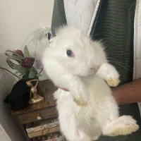 خرگوش نژاد دار