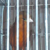 سهره قناری سرخ مست