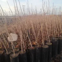 گلدانی نهال یکساله پسطه پاکت دوکیلوو۴کیلوپگ