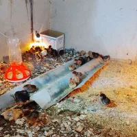 جوجه گلپایگانی واکسن خورده