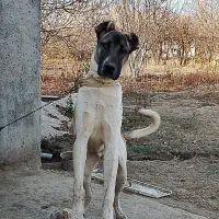 سگ سرابی 10ماهه