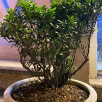 گل‌های جدید