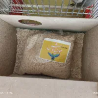 جفت عروس هلندی