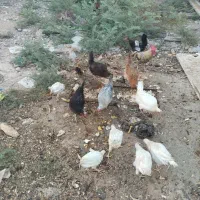 فروش مرغ محلی