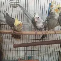 سینامون و لوتینو و البینو