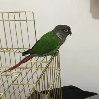 طوطی گرینچیک