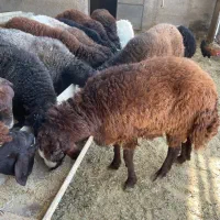 بره/گوسفند پرواری افشار|حیوانات مزرعه|تهران, طرشت|دیوار