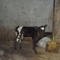 گوساله نر