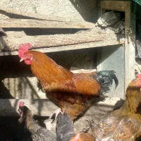 خروس محلی|حیوانات مزرعه|شیروان (خراسان), |دیوار