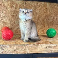 بچه گربه های اسکاتیش و بریتیش|گربه|شیراز, عفیف‌آباد|دیوار