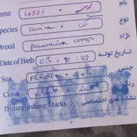 سگ پا کوتا|سگ|یاسوج, |دیوار