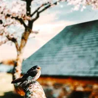 داوطلب میشم رحم اجاره ای