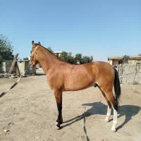 اسب ترکمن کورسی|اسب و تجهیزات اسب‌سواری|گنبد کاووس, |دیوار