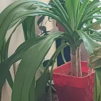 انواع گل|گل و گیاه طبیعی|فولادشهر, B2|دیوار