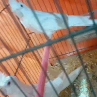 یک جفت عروس هلندی مولد نر و ماده|پرنده|گوگان, |دیوار