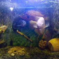 ماهی سایز درشت
